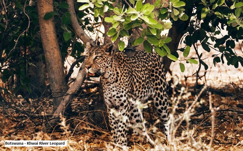 Jenman - Grand Zambezi Tour  ( Livingstone - Victoria Falls)